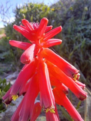 Lachenalia bulbifera protruding anthers